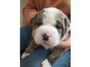 Bulldog Puppy for sale in Sandy, OR, USA