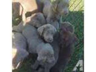 Labrador Retriever Puppy for sale in PEARLAND, TX, USA
