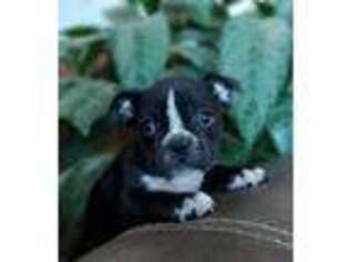 French Bulldog Puppy for sale in Kalona, IA, USA
