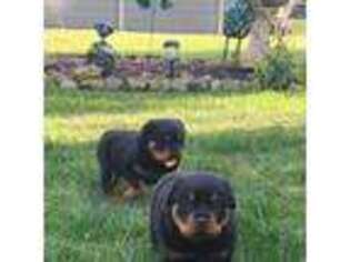 Rottweiler Puppy for sale in Cecil, PA, USA