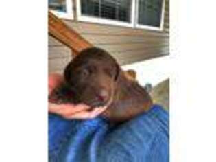 Labrador Retriever Puppy for sale in Wray, GA, USA