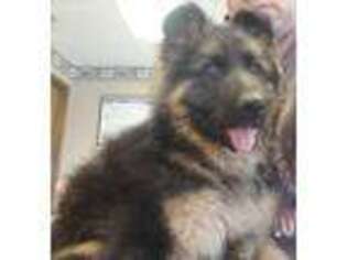 German Shepherd Dog Puppy for sale in Saint Albans, WV, USA