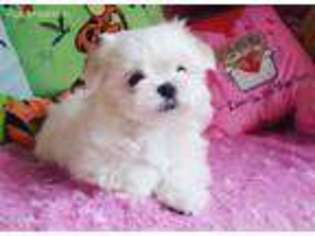Maltese Puppy for sale in Klamath Falls, OR, USA