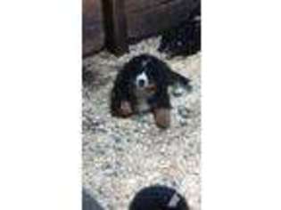 Bernese Mountain Dog Puppy for sale in KINGWOOD, WV, USA