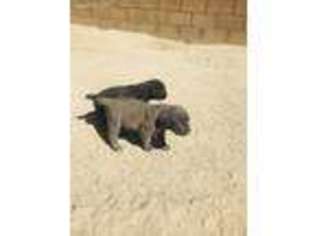 Cane Corso Puppy for sale in Yucca Valley, CA, USA