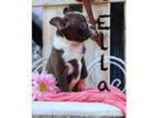 Boston Terrier Puppy for sale in Ewing, IL, USA