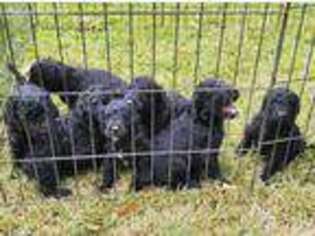 Goldendoodle Puppy for sale in Dearing, GA, USA