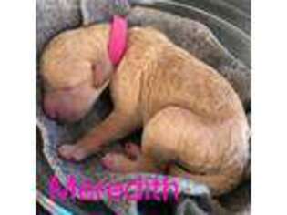 Goldendoodle Puppy for sale in Zephyrhills, FL, USA