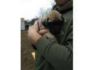Mastiff Puppy for sale in Akron, IN, USA