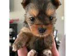 Yorkshire Terrier Puppy for sale in Canton, NC, USA