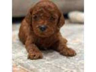 Cavapoo Puppy for sale in Grants Pass, OR, USA
