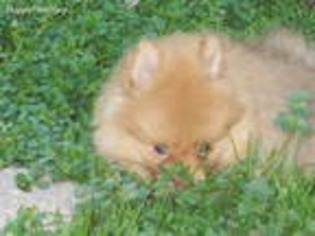 Pomeranian Puppy for sale in Salisbury, NC, USA