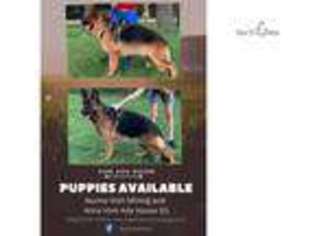 German Shepherd Dog Puppy for sale in Chicago, IL, USA
