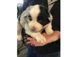 Australian Shepherd Puppy for sale in Winchester, IN, USA