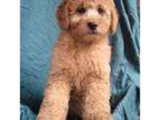 Goldendoodle Puppy for sale in Yacolt, WA, USA