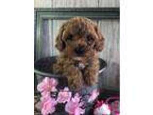 Cavapoo Puppy for sale in Wolcottville, IN, USA