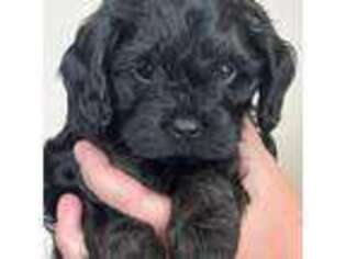 Medium Photo #1 Cavapoo Puppy For Sale in Spanish Fork, UT, USA