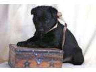 German Shepherd Dog Puppy for sale in STAUNTON, VA, USA