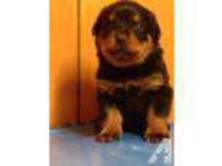 Rottweiler Puppy for sale in NEW IBERIA, LA, USA