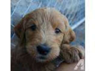 Labradoodle Puppy for sale in Salem, OR, USA