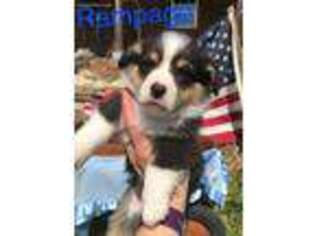 Pembroke Welsh Corgi Puppy for sale in Richmond, MO, USA