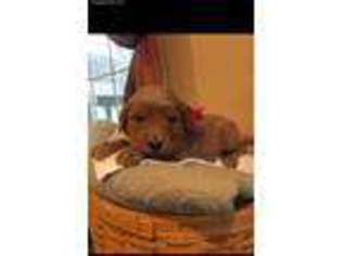 Goldendoodle Puppy for sale in Urbana, OH, USA