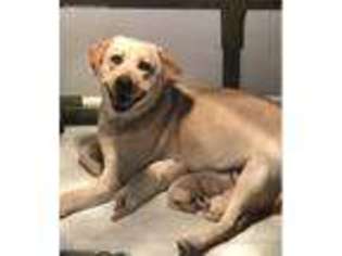 Labrador Retriever Puppy for sale in Minerva, OH, USA