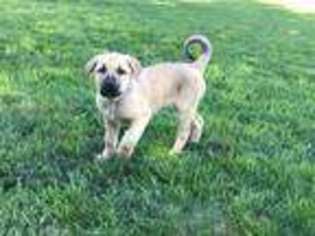 Anatolian Shepherd Puppy for sale in Sandpoint, ID, USA