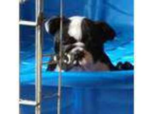 Bulldog Puppy for sale in Harper, KS, USA