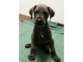 Great Dane Puppy for sale in Quinton, NJ, USA
