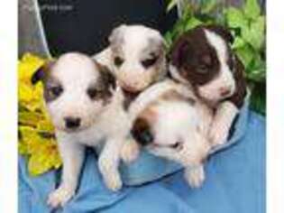 Border Collie Puppy for sale in Grabill, IN, USA