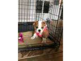 Bulldog Puppy for sale in Cromwell, CT, USA