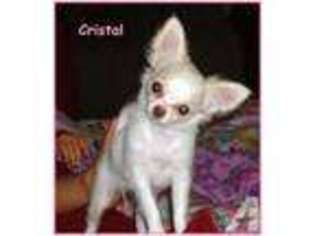 Chihuahua Puppy for sale in SPRING, TX, USA