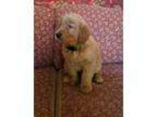 Golden Retriever Puppy for sale in Mount Airy, GA, USA