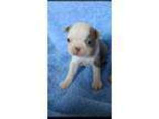 Boston Terrier Puppy for sale in Telephone, TX, USA