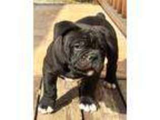 Olde English Bulldogge Puppy for sale in Silver City, NM, USA
