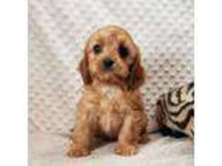 Cavapoo Puppy for sale in Childress, TX, USA