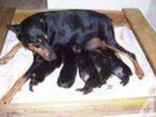 Doberman Pinscher Puppy for sale in TRACY, CA, USA