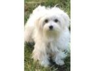 Maltese Puppy for sale in Pleasanton, CA, USA