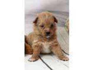Mutt Puppy for sale in Powell, TN, USA