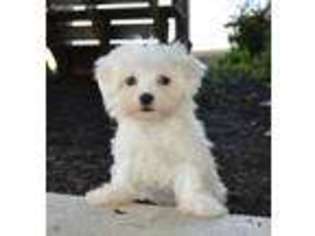 Maltese Puppy for sale in Celina, OH, USA