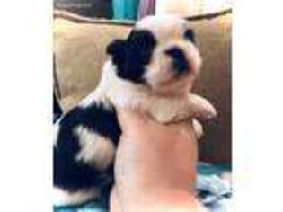 Mutt Puppy for sale in Richmond Hill, GA, USA
