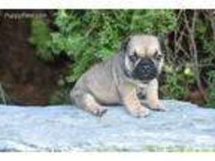 French Bulldog Puppy for sale in Ronks, PA, USA