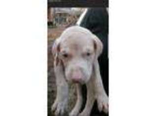 Doberman Pinscher Puppy for sale in Orlando, FL, USA