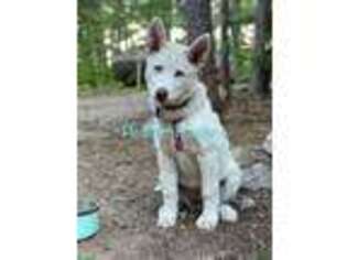 Siberian Husky Puppy for sale in Forest Lake, MN, USA