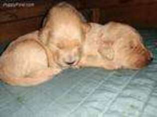 Goldendoodle Puppy for sale in Greene, RI, USA