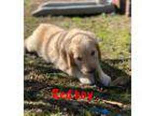 Goldendoodle Puppy for sale in Richlands, NC, USA