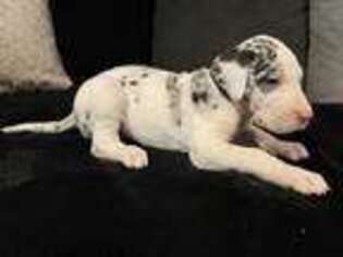 Great Dane Puppy for sale in Redlands, CA, USA