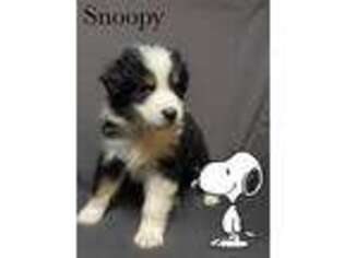 Australian Shepherd Puppy for sale in Ridgefield, WA, USA