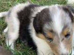 Shetland Sheepdog Puppy for sale in Victoria, TX, USA